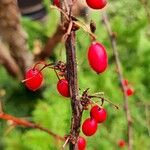 Berberis thunbergii Frukt