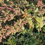 Oxybasis chenopodioides ফুল