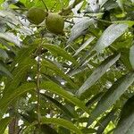 Juglans nigra पत्ता