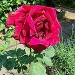Rosa x odorata Fula