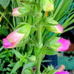 Digitalis purpurea عادت