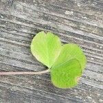 Trifolium incarnatum Feuille