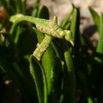 Ophioglossum lusitanicum Flower