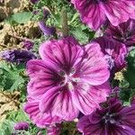 Malva arboreaŽiedas