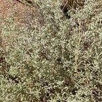 Atriplex lampa Агульны выгляд