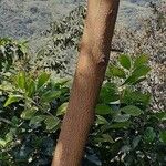 Acacia holosericea বাকল