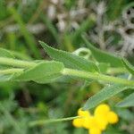 Linum viscosum Foglia