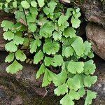 Adiantum capillus-venerisLeaf