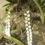 Bolusiella zenkeri Flor