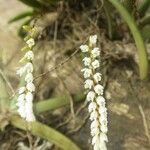 Bolusiella zenkeri Flower