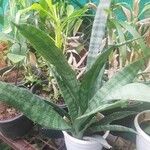 Sansevieria hyacinthoides Blad