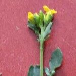Barbarea intermedia Virág