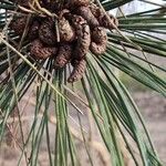 Pinus resinosa 花