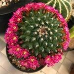 Mammillaria polythele List