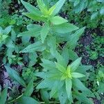 Solidago speciosa Blatt