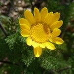 Anacyclus radiatus Flower