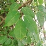 Cleistanthus ripicola Hoja