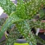 Aloe squarrosa Лист