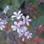 Pelargonium odoratissimum 花