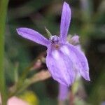 Lobelia urens 花