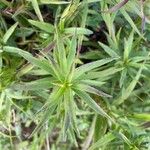Inula ensifolia Hoja