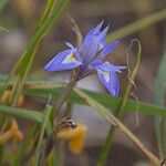 Moraea mediterranea Flower