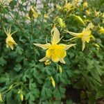 Aquilegia chrysantha Flor