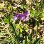 Lathyrus digitatus Flor