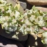 Guilleminea densa Blüte