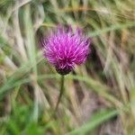 Cirsium pannonicum