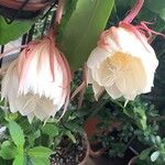 Epiphyllum oxypetalum花