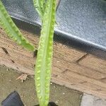 Campyloneurum angustifolium Yaprak