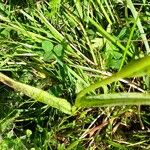 Dactylorhiza maculata Лист