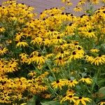 Rudbeckia fulgida Habitus