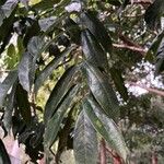 Castanospermum australe Лист