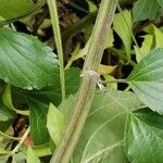 Salvia farinacea Bark