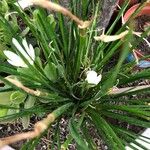 Zephyranthes candida Fiore