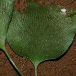 Antrophyum mannianum Hoja