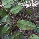 Eugenia coffeifolia برگ