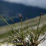 Carex glacialis Habit