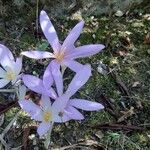 Colchicum autumnale 花