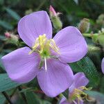 Osbeckia stellata Агульны выгляд