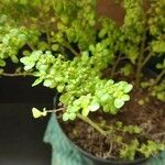 Pilea microphylla Folha