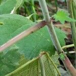 Boehmeria platanifolia Bark