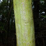 Acer platanoides Bark