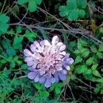 Scabiosa columbaria Flor