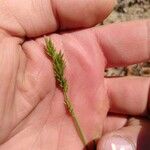 Polypogon viridis Fruit