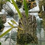 Cattleya grandis