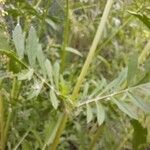 Scabiosa atropurpurea Lapas