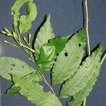 Cestrum fragile Otro